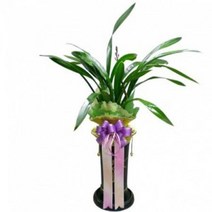 산천보세1 동양란 동양난 서양란 서양난 승진, 20000원