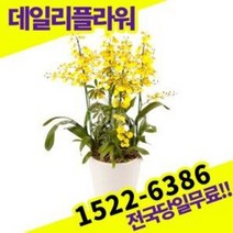 온시디움 서양란 난 호접란 개업화분 승진축하 난배달