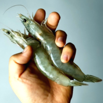 당일조업 국산 제철 흰다리새우 생새우 1kg, 프리미엄(활) 1kg 왕