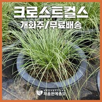 채움원예종묘 그라스 크로스트컬스(애기머리) 7호화분 개화주 사초 억새 갈대 수크령 파니쿰 정원 조경, 크로스트컬스(7호화분), 1개