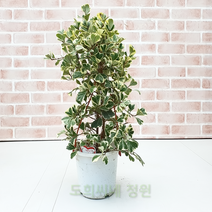 도희씨네 정원>>쏘스윗! 쏘큐티! 스윗하트 고무나무199, 1개” class=”wr-img”></a></div>
</div>
</div>
</div>
<div class=