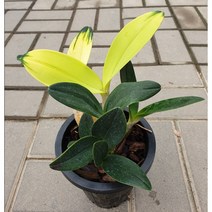 황금대명석곡 단정학 대명석곡 난초 향기 실내 희귀 식물 카틀레아 동양란 서양란 키우기, 1개