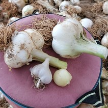 신안햇마늘 코끼리마늘 왕마늘, 1kg