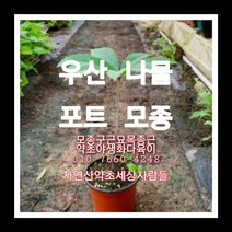 우산나물종근 70주 우산나물모종 우산나물씨앗재배