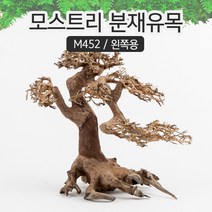 모스트리 분재유목(L) [ M452 ] - 왼쪽용