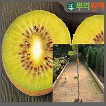 키위나무 골드키위 숫나무