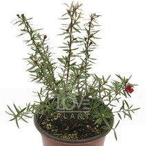 [꽃사랑식물나라] 호주매화(겹꽃) 야생화 공기정화식물 식물키우기