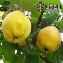 모과나무 모과 유실수 정원수 나무언니, 미인모과 접목1년 특묘, 1개