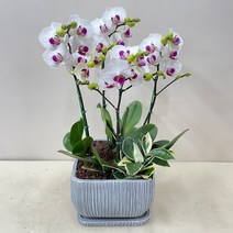 퀵 배송 농장직배송 부모님생신화분 승진축하선물 퇴임식축하문구 지점장승진화분 발령축하문구 회장취임전보 이전개업리본축하문구, 4.그린
