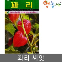 꽈리씨앗 50립 다년생식물 종자, 단품