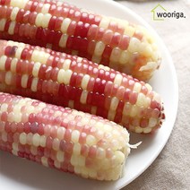 탱글탱글 냉동 삶은 찰옥수수, 홍찰옥수수(14~16cm내외) 16개