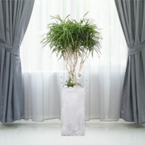 에코플랜트 관엽식물 개업축하화분 거실인테리어 화분배달[서울.경기 평일 당일배송(토요일 오후 일요일 주문건 월요일배송)] <지방배송불가 및 영종도 가평 강화도 배송불가>, 1개, 08. 자바 흰색” class=”wr-img”></a></div></p></div></p></div></p></div><div class=