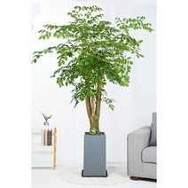 개업화분 화분배달 당일배송 공기정화식물 집들이 승진 대형 중형 축하, 19. 해피트리(대)