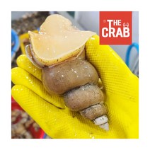 [더꽃게] 포항 당일조업 생물 백고동 大 1kg (10~25미), 상세 설명 참조