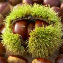 밤나무 밤나무묘목, 대보왕밤2년생