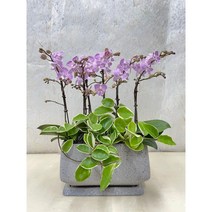 퀵 배송 서울 경기 농장직영배송 승진축하화분 승진축하난 서양난, 3.노랑