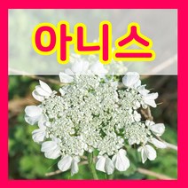 꽃씨몰 꽃씨 봄 파종 여름꽃씨 가을 노지월동 다년생 야생화 양귀비 종자 꽃씨앗, 420.아니스씨 1g(허브)