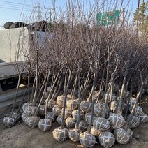 왕자두나무 R5 결실주 분달이