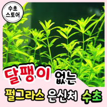 [수초스토어] 검역 펄그라스 10촉 / 구피 새우 어항 수초 쉬운 키우기 예쁜 은신처 펄글라스 중경 후경 초보 자연 풍성한 흑사 무이탄 치어 베타 열대어