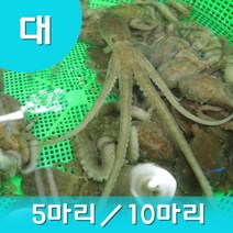 세발낙지 산낙지(대낙지) 1마리 생낙지 산낙지 목포뻘낙지(3마리이상주문상품), 세발낙지(대) 1마리