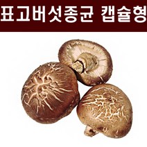 표고종균 1판(606알) 표고버섯종균 버섯종균 참나무 표고 성형 접종형 캡슐형, 표고종균 8판(4848알)