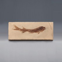 물고기화석(브라질 전시용화석)