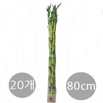 트리앤 1+1 개운죽80Cm (20ea) 1개