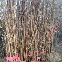 앵두나무 묘목 접목 1년생