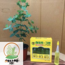 식물종합영양제 하이트그린 앰플( 10개)