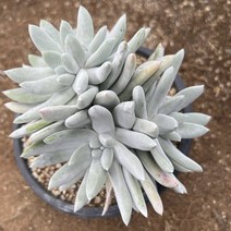 [올식스] 야생파키피덤 목대90 두들레야 다육식물 다육이 키우기 공기정화식물 개업화분