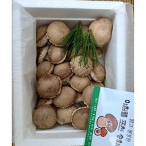 운악산 송화버섯 1kg 일반 50~55g 송화고버섯 송화버섯효능, 단품