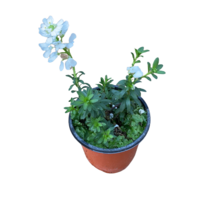 그린플랜트 공기정화식물 눈꽃(이메리스) 1+1