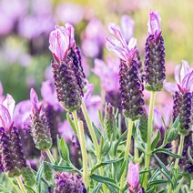 꽃씨앗 야생화 꽃씨 종자 허브 라벤더 키우기 100립 0.7936ea, SH_ 본상품선택