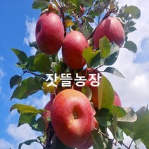잣뜰농장 밀양 얼음골사과 GAP인증 산지직송 5kg 10kg, 30과(중대과)