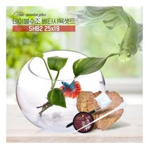 바보사랑 베타사육 풀세트구성 유리어항 SHB2 25x19-알몬드잎