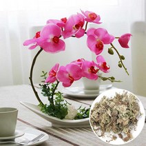 6L 난초 Phalaenopsis Musgo Sphagnum Garden Micro Landscape 액세서리용 자연 물개 이끼 물 비료, 한개옵션0