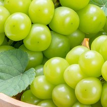 크기 소과 지역 랜덤 경산샤인머스켓 1kg 보관 묘목, 1, 본상품선택