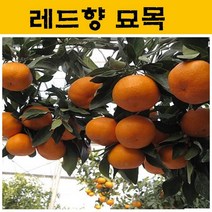 레드향 묘목 3년생 JJ10