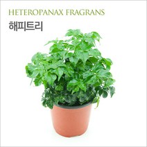 [킴아쿠아] 해피트리 화분 공기정화식물 미세먼지제거