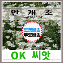[OK씨앗] [안개초] 안개초꽃씨앗 종자(오케이씨앗), 2g
