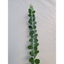 둥근잎 아카시아 실내공기정화식물 반려식물 플랜테리어