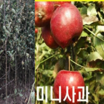 (G소망)알프스오토메 미니사과나무 접목3년(분)1그루, 1개