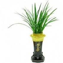 금침1 동양란 동양난 서양란 서양난 승진, 20000원