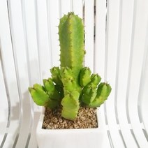 인플랜츠팜 바이나선인장 사각도자기화분 반려식물 전자파차단식물