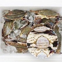 푸름농수산 연평도 통통 배 빵빵 알배기 급냉동 암꽃게, 3kg(9-15미)