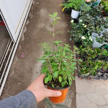 체리세이지 (단품 월동가능식물꽃식물)