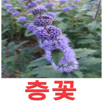 (성실D)야생화 층꽃모종(포트) 10개