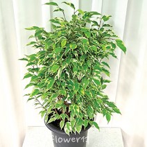 플라워석 무늬 벤자민 60cm ~ 80cm 인테리어식물 키우기 쉬운 식물 미세먼지 공기정화 선물하기 좋아요