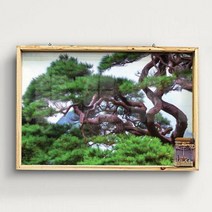 [바보사랑] 우드프레임액자_굳건한풍수소나무, 타입선택:1.건강