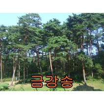 금강송2년생분묘 10그루 나무 묘목 소나무 적송 조경수 꽃나무